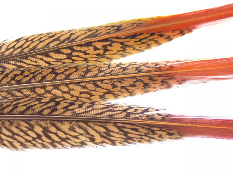 Golden Pheasant Spear (Pack of 5) 4