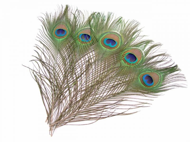 Peacock Feather Craft Pack - Eyes (Pack of 5) 1