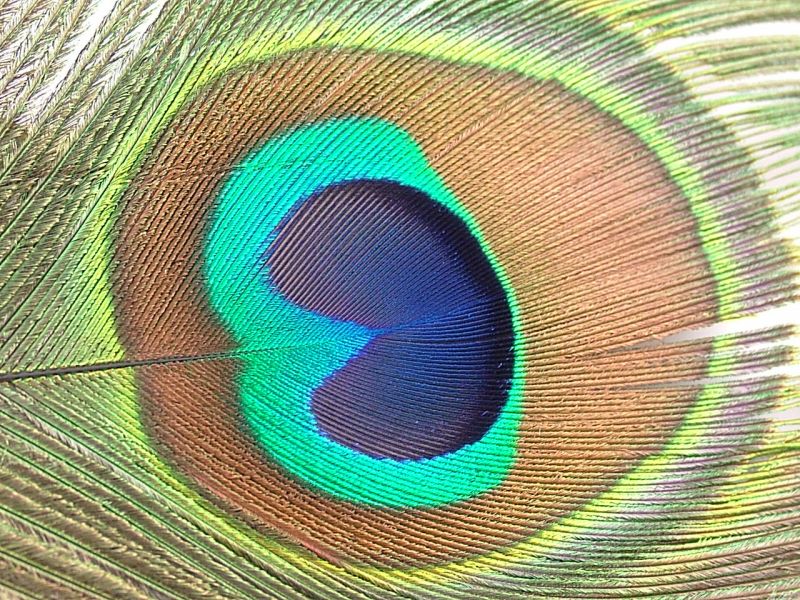 Peacock Feather Craft Pack - Eyes (Pack of 5) 2