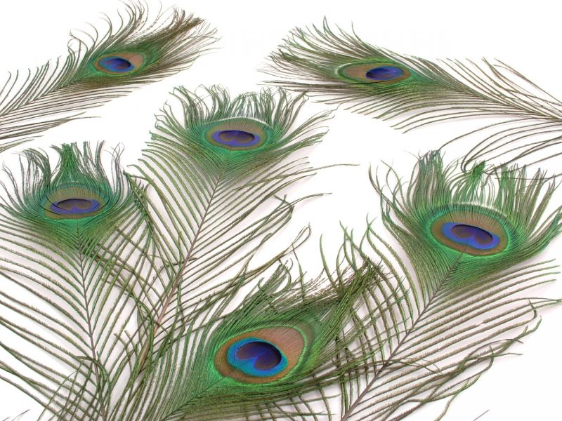 Peacock Feather Craft Pack - Eyes (Pack of 5) 3