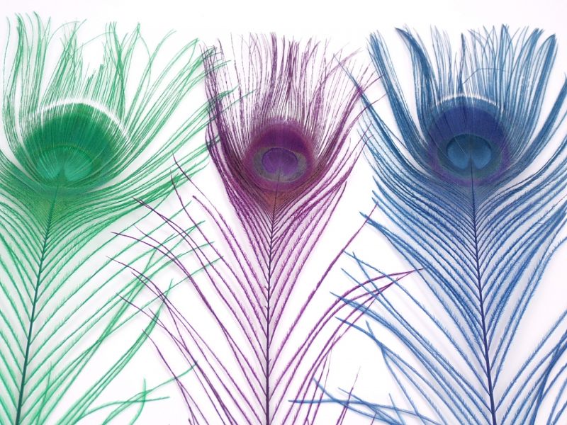 Dyed Peacock Feathers - Eyes (Pack of 5) 2