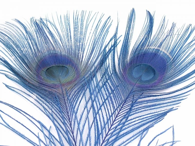 Dyed Peacock Feathers - Eyes (Pack of 5) 4