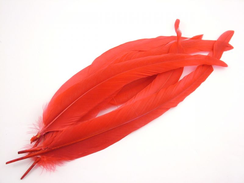 Coque Feathers (Pack of 12) 4