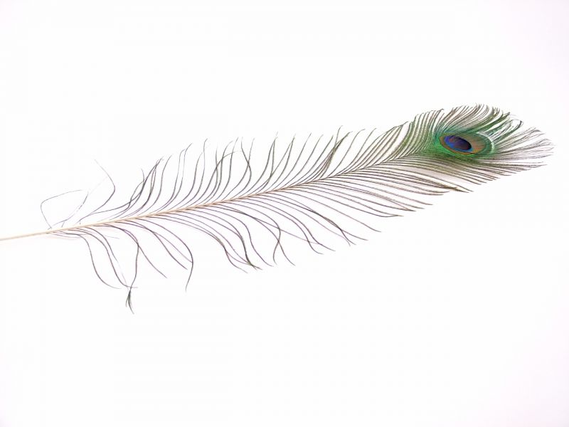 Peacock Tail Feathers (Pack of 5) 1