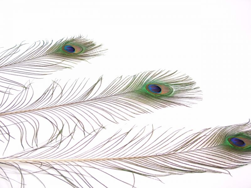 Peacock Tail Feathers (Pack of 5) 2