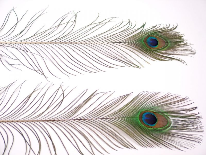 Peacock Tail Feathers (Pack of 5) 4