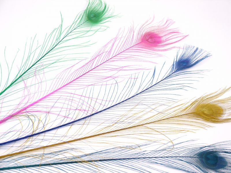 Dyed Peacock Tail Feathers (Pack of 5) 1