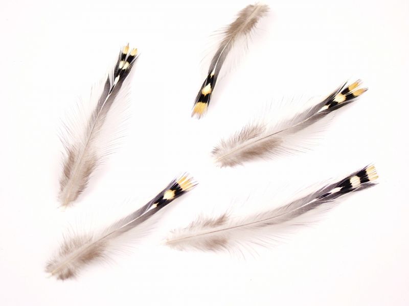 Jungle Cock Feathers (Pack of 10) 2