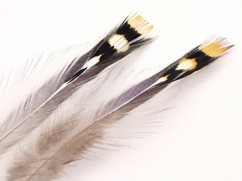 Jungle Cock Feathers (Pack of 10) 3