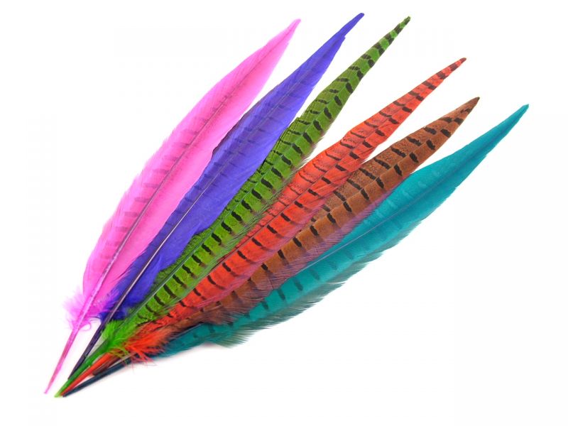 Dyed Pheasant Side Tail Feather (Pack of 5) 1