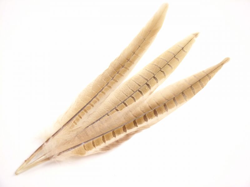 Dyed Pheasant Side Tail Feather (Pack of 5) 2