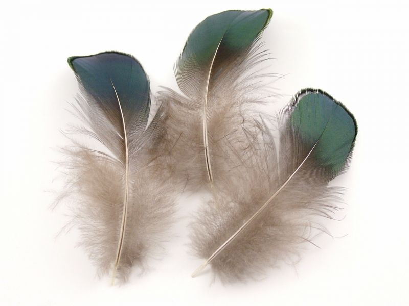 Lady Amherst Green Plumage feathers (1g Pack) 2