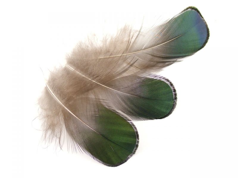 Lady Amherst Green Plumage feathers (1g Pack) 3
