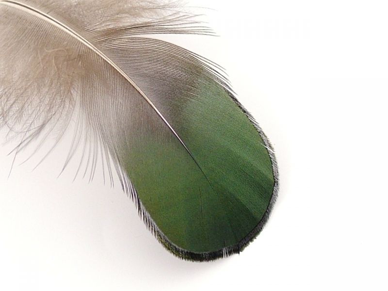 Lady Amherst Green Plumage feathers (1g Pack) 4