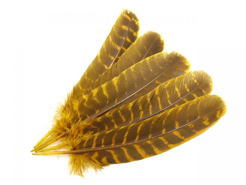 Dyed Bronze Turkey Quills (Pack of 5) 3