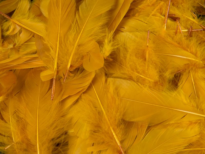 Large Goose Plumage Feathers (0.25kg) 2