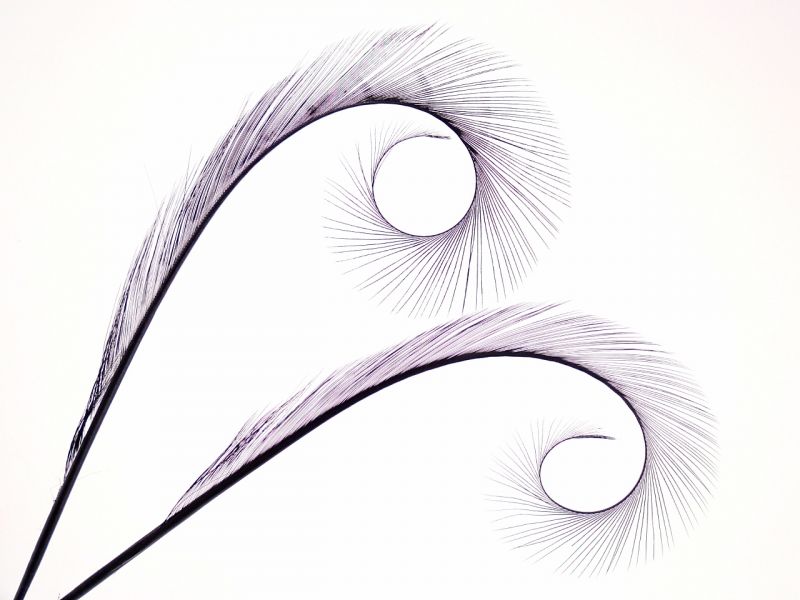 Single Feather Curl 1