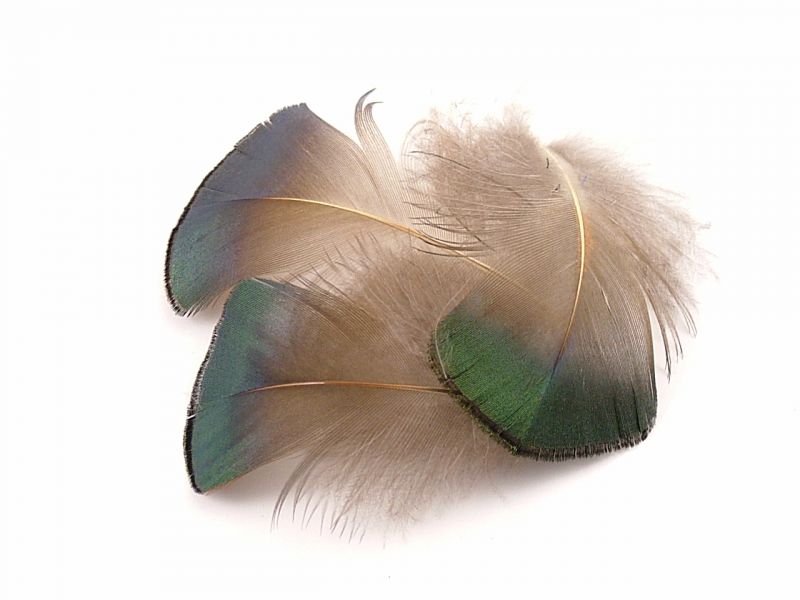 Golden Pheasant Green Plumage Feathers (1g Pack) 1