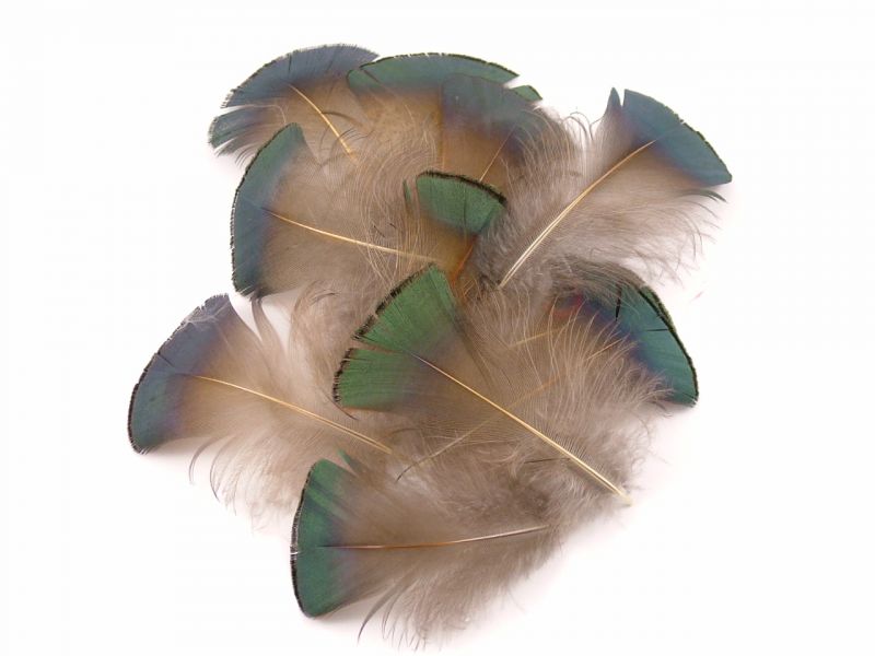 Golden Pheasant Green Plumage Feathers (1g Pack) 2