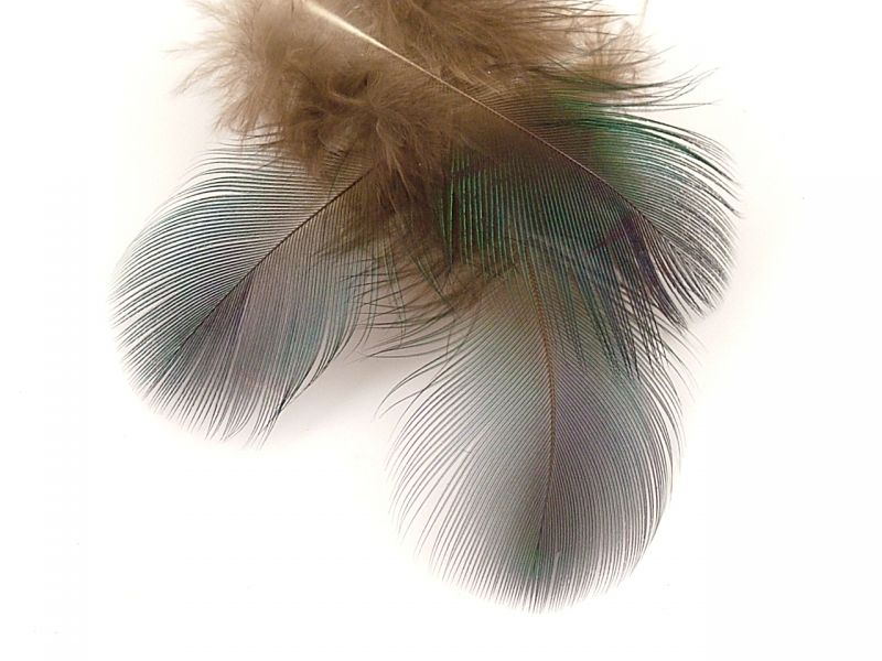 Peacock Green Plumage (5g Pack) 2