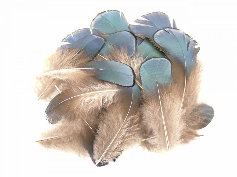 Lady Amherst Blue Plumage Feathers (1g Pack) 1