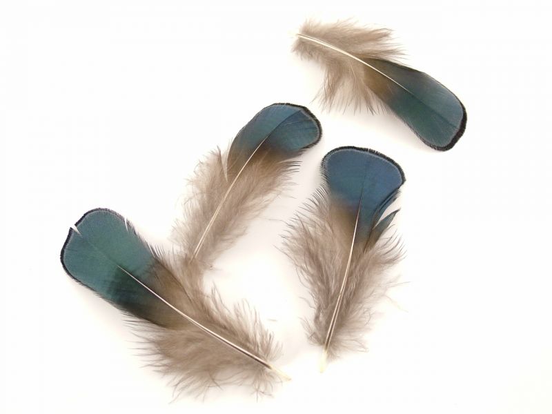 Lady Amherst Blue Plumage Feathers (1g Pack) 2