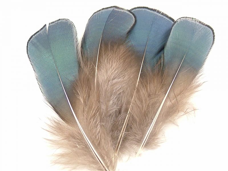 Lady Amherst Blue Plumage Feathers (1g Pack) 3