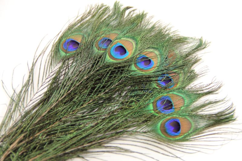 Special Offer Small Peacock Eye Seconds (Pack of 50) 1