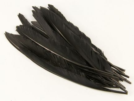 Special Offer Black Duck Quills (pack of 50)
