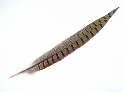 Male Pheasant Side Tail (Pack of 5)