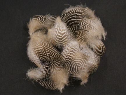 Mottled Peacock Feathers - Plumage (2g pack)